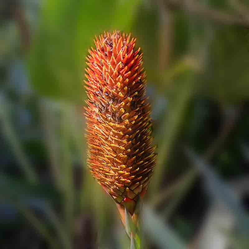 guzmania conifera