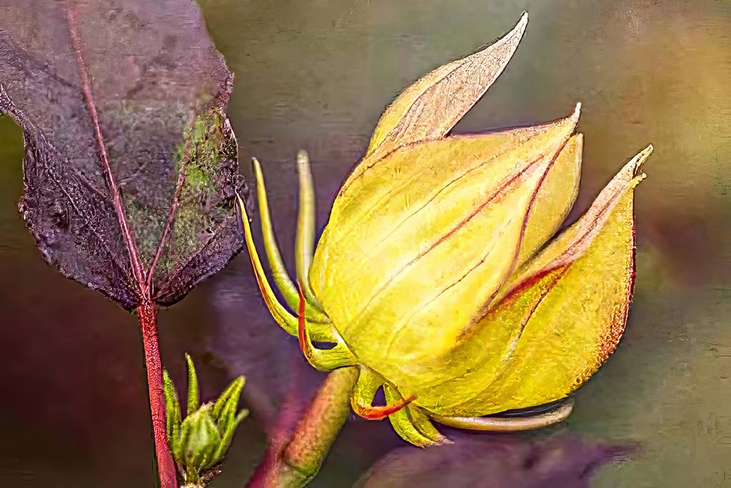 hibiscus cropped