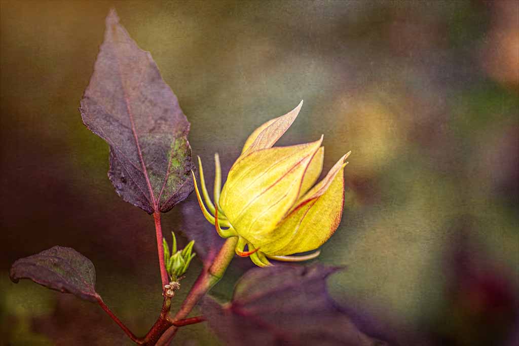 hibiscus