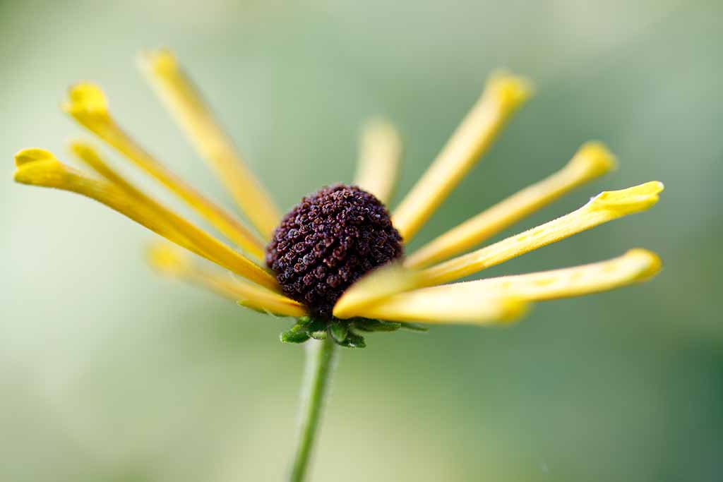 sweet coneflower