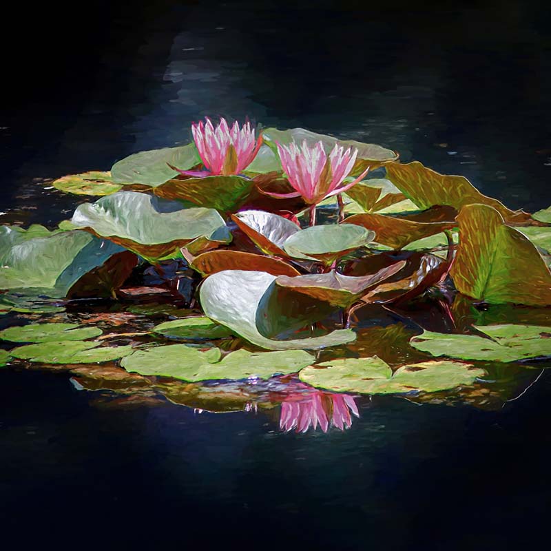 water lilies