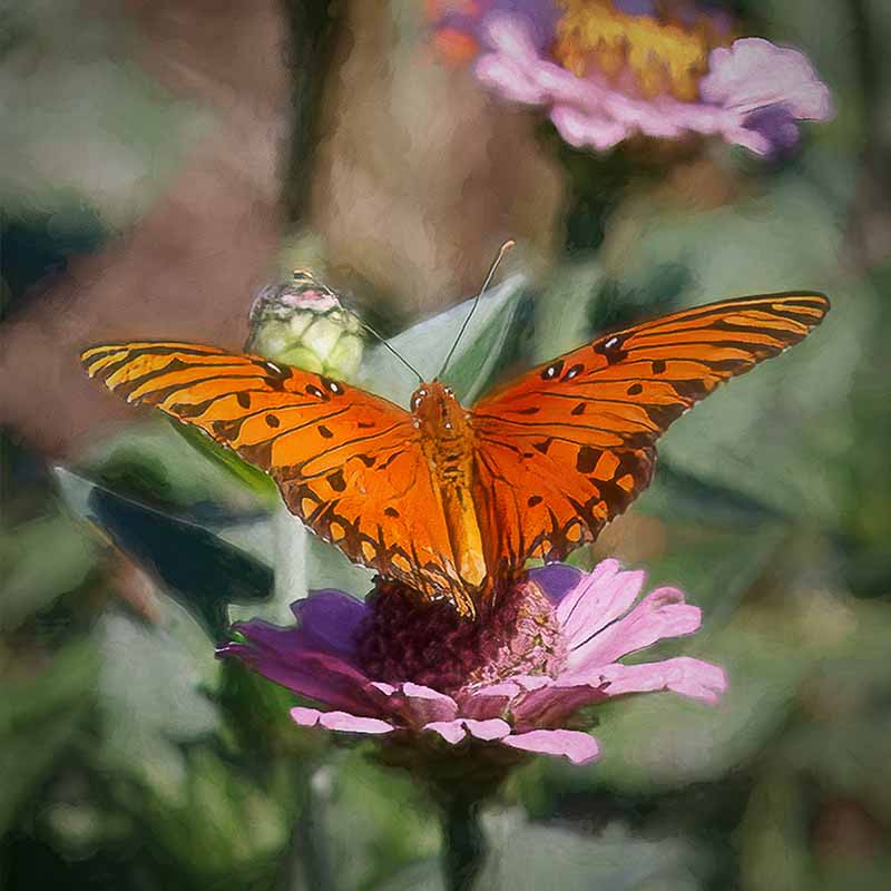 gulf fritillary