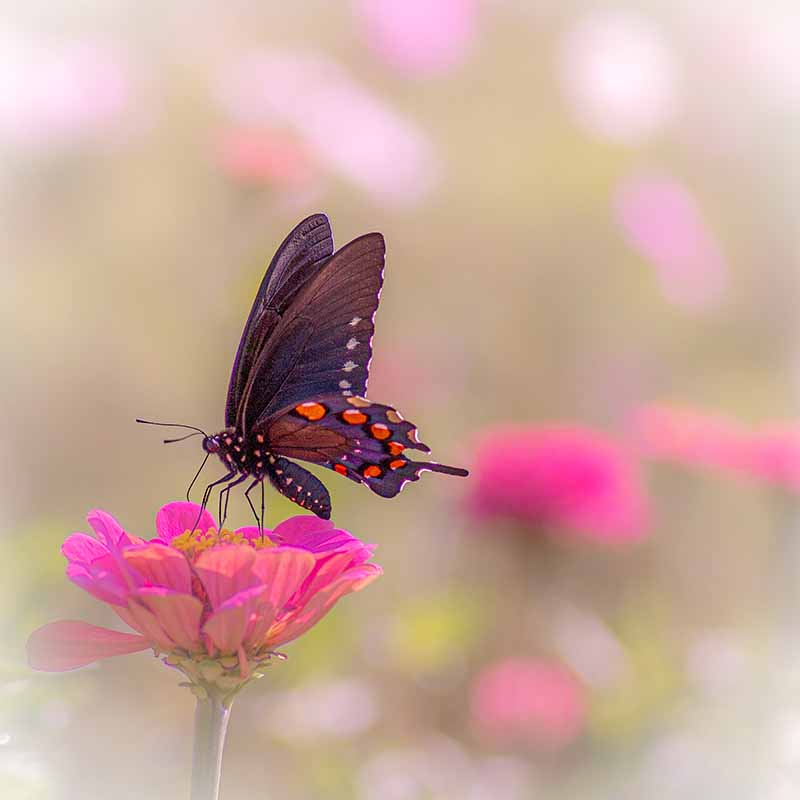 pipevine swallowtail