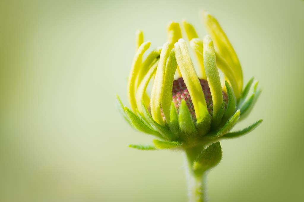 sweet coneflower