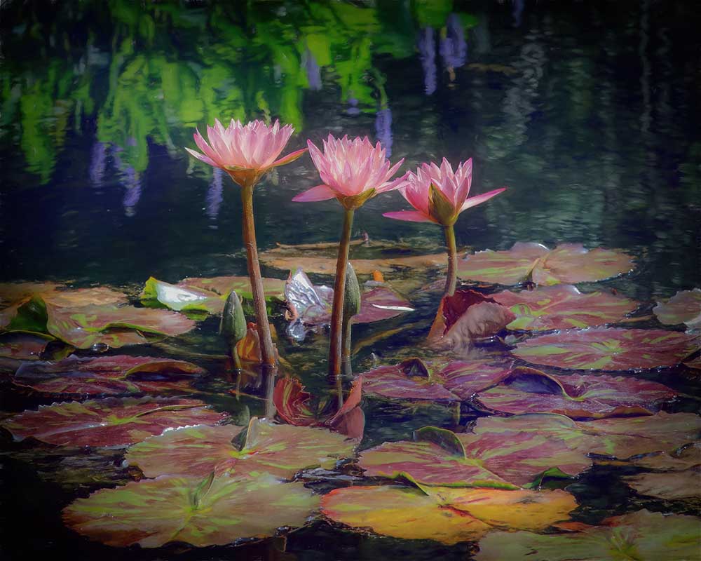 three water lilies