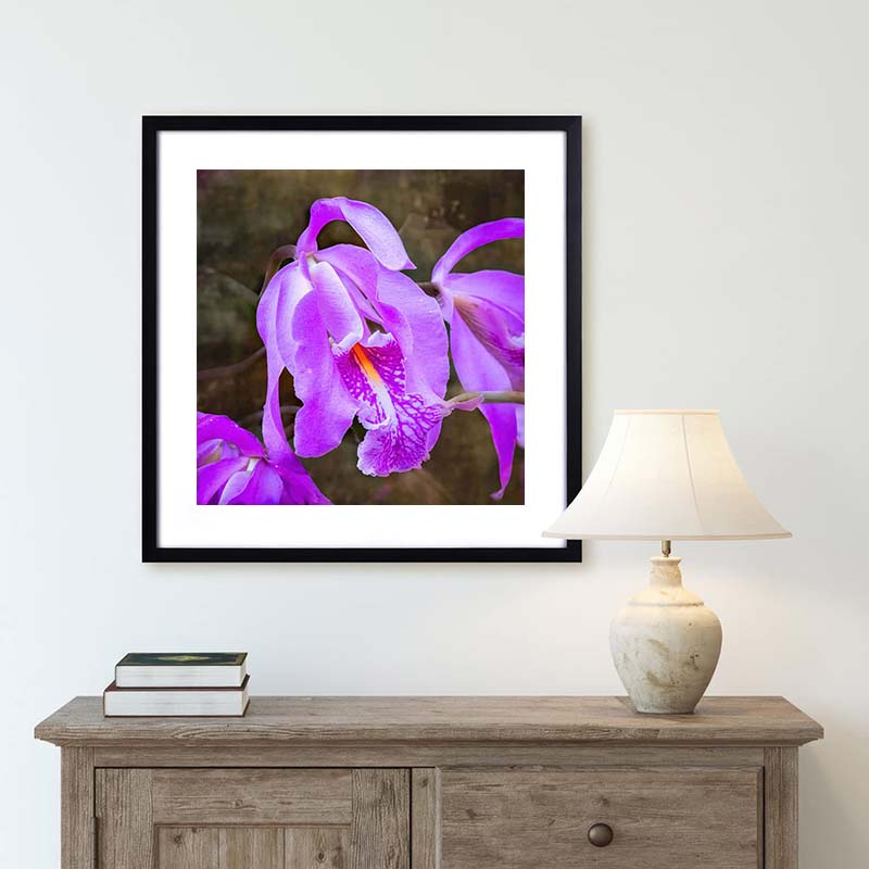 cattleya orchid