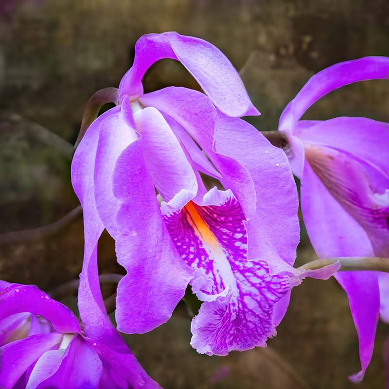 cattleya orchid