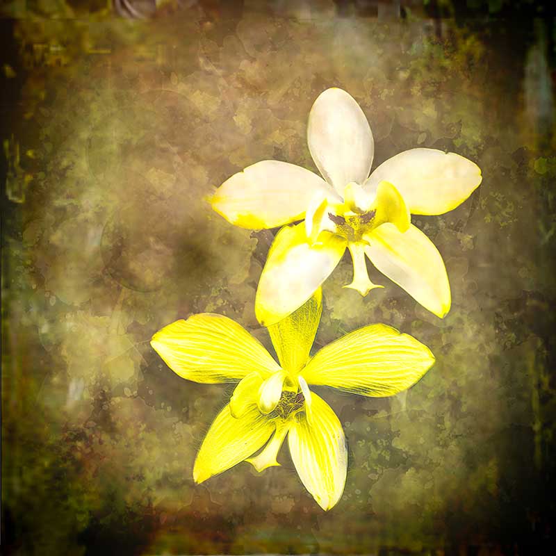 fawn lily