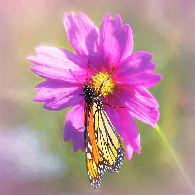 monarch on magenta