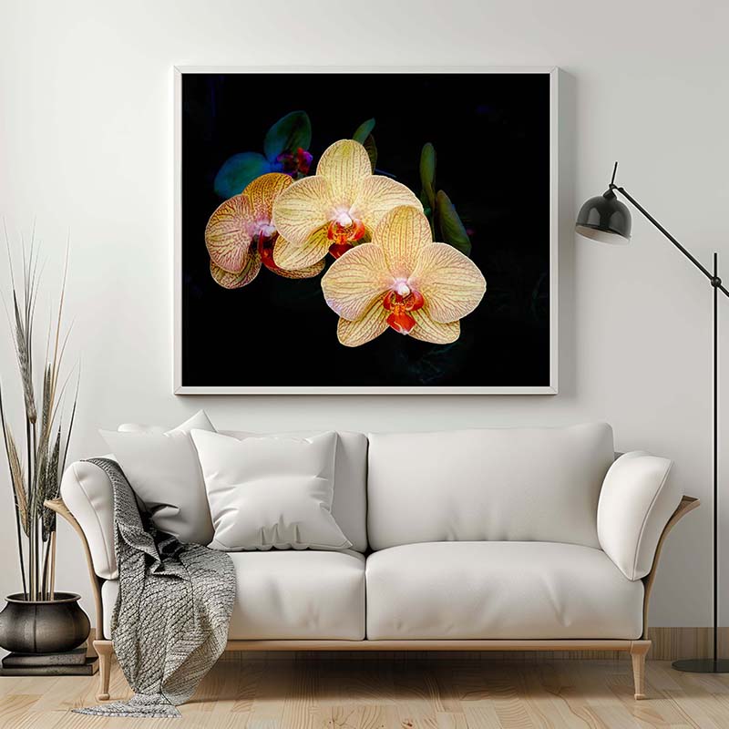 moth orchid #2