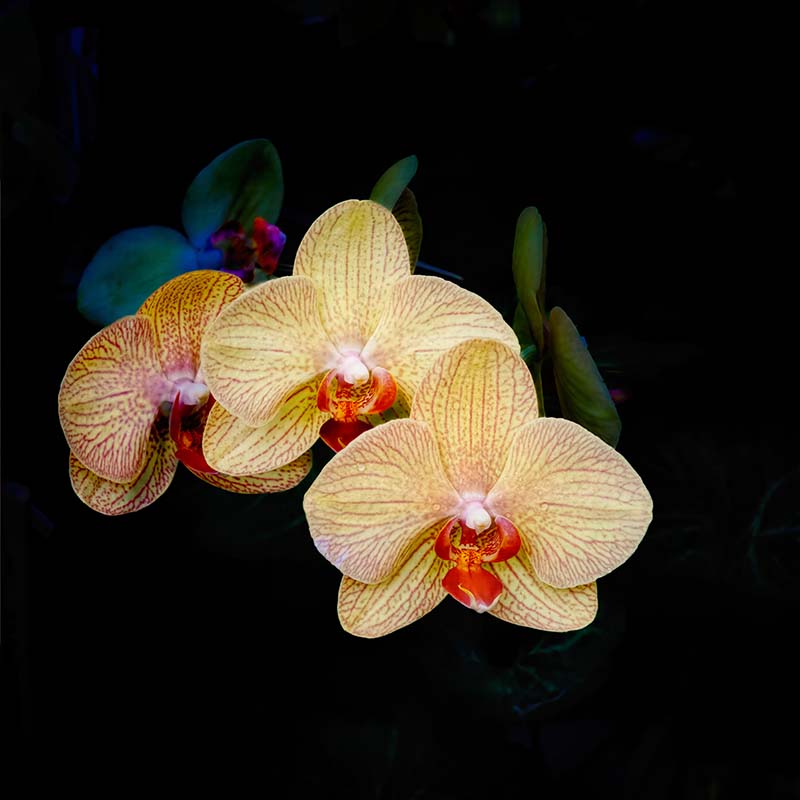 moth orchid #2