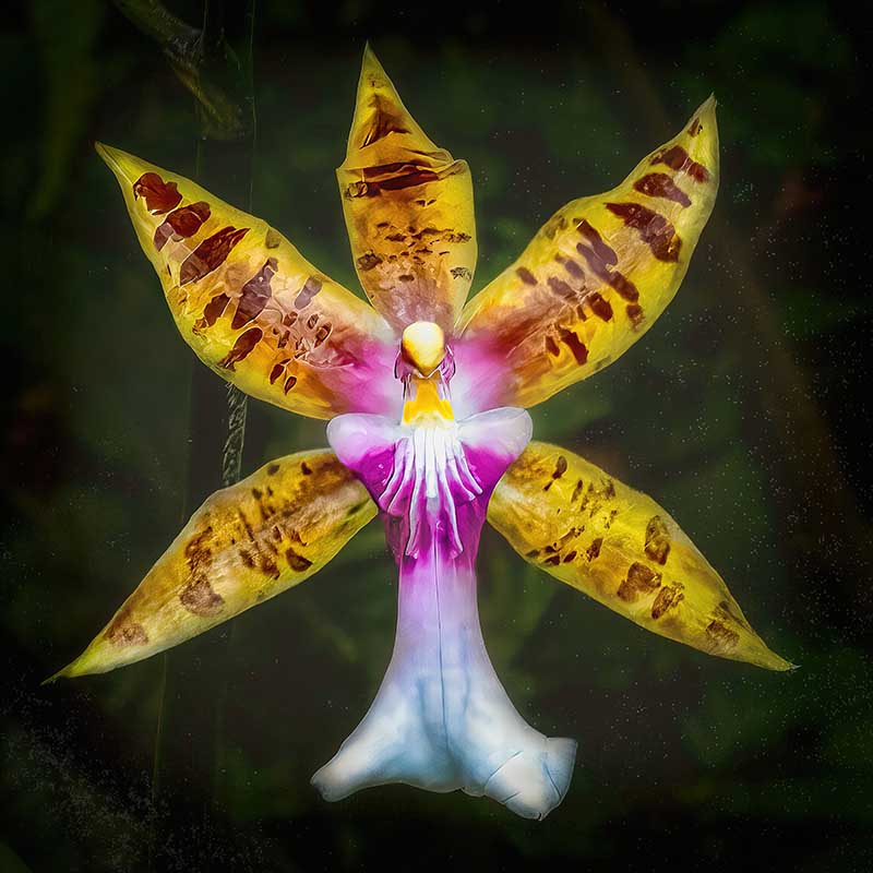 moth orchid